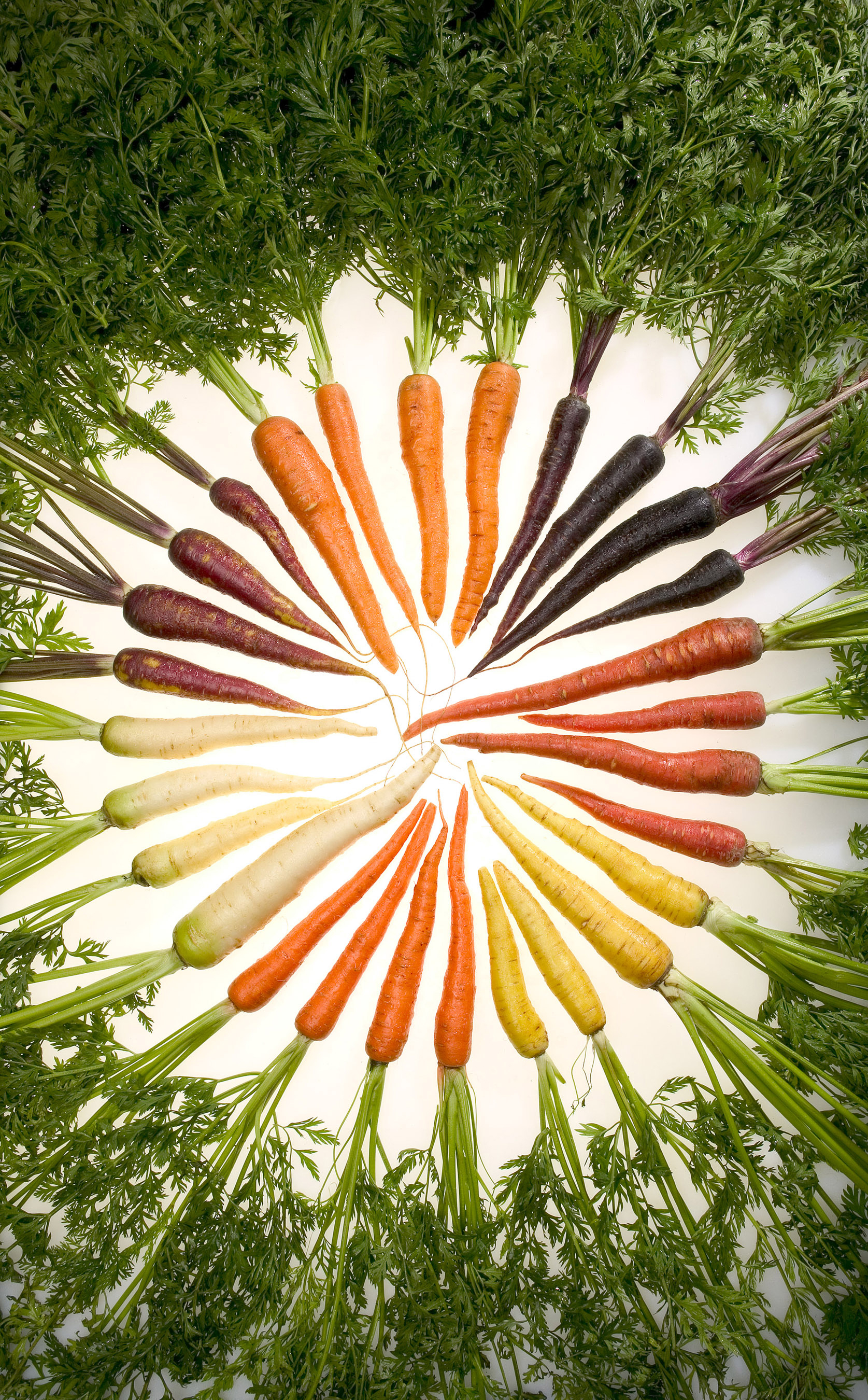 TopOveralls: carrots - photos